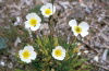 Iceland - white poppies / papavers - wild flowers (photo by W.Schipper)