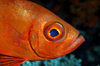 Wakatobi archipelago, Tukangbesi Islands, South East Sulawesi, Indonesia : Crescent-tail Bigeye - Priacanthus hamrur - fish of the family Priacanthidae - Banda Sea - Wallacea - photo by D.Stephens