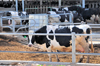 Tzora kibbutz, Mateh Yehuda region, Jerusalem district, Israel: Holstein cow leaves the milking station at Tzora Dairy Farm - photo by M.Torres