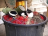 Italy / Italia - Positano: puss and boots (photo by R.Wallace)