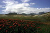 Juan Fernandez islands - Robinson Crusoe island: field of poppies (photo by Willem Schipper)