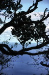 Juan Fernandez islands - Robinson Crusoe island:  tree-on-tree (photo by Willem Schipper)