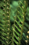 Juan Fernandez islands - Robinson Crusoe island: blechnum fern - blechnum cycadifolium unfolding (photo by Willem Schipper)