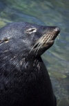 Juan Fernandez islands - Robinson Crusoe island: arctocephalus philippi (photo by Willem Schipper)