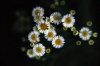 Juan Fernandez islands - Robinson Crusoe island: compositae - Erigeron fernandezianus - Margarita of Robinson Crusoe - flowers (photo by Willem Schipper)