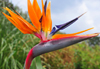 Langata, Nairobi, Kenya: strelitzia at Mamba Village - flower - photo by M.Torres