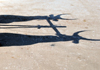 Morondava - Menabe, Toliara province, Madagascar: shadow of two oxen - photo by M.Torres