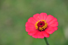 Mahambo, Analanjirofo, Toamasina Province, Madagascar: red flower - photo by M.Torres