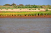 Belo sur Tsiribihina, Menabe Region, Toliara Province, Madagascar: rice cultivated on the banks of the Tsiribihina river - agriculture - photo by M.Torres