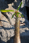 Tsingy de Bemaraha National Park, Mahajanga province, Madagascar: Pachypodium lamerei with leaves and spines - succulent plant - UNESCO World Heritage Site - photo by M.Torres