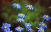 Funchal: Jardim botanico - malmequeres azuis / blue marigold - photo by F.Rigaud