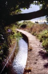 Madeira - Levada do Norte - water channel - under a tree - sob um rvore (photo by F.Rigaud)