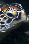 Sipadan Island, Sabah, Borneo, Malaysia: Green Seaturtle posing - head detail - Chlonia Mydas - photo by S.Egeberg