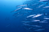 Sipadan Island, Sabah, Borneo, Malaysia: school of Chevron Barracuda - Sphyraena qenie - photo by S.Egeberg