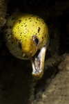 Mabul Island, Sabah, Borneo, Malaysia: menacing Fimbriated Moray - Gymnothorax Fimbriatus - photo by S.Egeberg