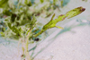 Mabul Island, Sabah, Borneo, Malaysia: Green Robust Ghostpipefish against white sand - Solenostomus cyanopterus - photo by S.Egeberg