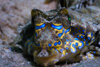 Mabul Island, Sabah, Borneo, Malaysia: head of Fingered Dragonet - Dactylopus dactylopus - photo by S.Egeberg