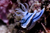 Mabul Island, Sabah, Borneo, Malaysia: Nudibranch Chromodoris sp on coral - photo by S.Egeberg