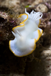 Mabul Island, Sabah, Borneo, Malaysia: Nudibranch Chromodoris sp on rock - photo by S.Egeberg