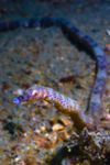 Mabul Island, Sabah, Borneo, Malaysia: Slender Pipefish - Trachyrhamphus Longirostris - photo by S.Egeberg