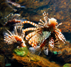 lionfish - wildlife, Langkawi, Malaysia. photo by B.Lendrum