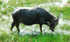 Water buffalo, Langkawi, Malaysia. photo by B.Lendrum