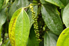 Skandis, Lubok Antu District, Sarawak, Borneo, Malaysia: coffee plant, near the Iban longhouse - photo by A.Ferrari