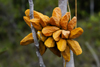 Bako National Park, Sarawak, Borneo, Malaysia: yellow pitches - photo by A.Ferrari