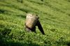 Mt Mulanje, Southern region, Malawi: tea picker with basket - tea plantation worker - photo by D.Davie