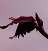 Liwonde National Park, Southern region, Malawi: African Fish Eagle taking off - Haliaeetus vociferi - photo by D.Davie