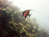 Maldives Underwater Moorish Idol on reef (photo by B.Cain)