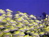 Maldives Underwater School of Yellow grunts (photo by B.Cain)