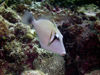 Maldives Underwater Triggerfish (photo by B.Cain)