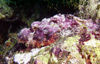 Maldives Underwater Camouflaged Stonefish (photo by B.Cain)