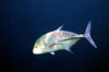 Maldives - underwater - Ari-Atoll - Island trevally - Carangoides orthogrammus - photo by W.Allgwer - Die Pferdemakrele ist ein Schwarmfisch und geschickter Raubfisch. Es gibt ca. 200 Arten. Ihr krftiger, spindelfrmiger Krper macht sie zu schnellen Sc