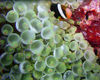 Maldives Underwater Clownfish and eggs  (photo by B.Cain)