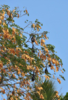 Pamandzi, Petite-Terre, Mayotte: large bats on a tree - chauves-souris - photo by M.Torres