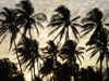 Mexico - Tabasco: sunset behind plam trees (photo by A.Caudron)