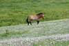 Khustain Nuruu National Park, Tov / Tuv province, Mongolia: Mongolian Wild Horse, or Takhi on a field of flowers - photo by A.Ferrari