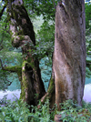 Montenegro - Crna Gora - Biogradska Gora national park: ancient trees - Bjelasica mountain region - Kolain municipality - photo by J.Kaman