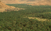 Morocco / Maroc - outside Tinerhir - (Souss Massa-Draa - near Erfoud): oasis - Wadi Todra - photo by J.Banks