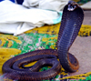 Marrakesh - Morocco: cobra - Djema el Fnaa square - photo by Sandia