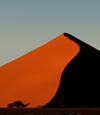 Namib Desert - Sossusvlei, Hardap region, Namibia, Africa: Apricot coloredsand dune with tree at sunrise - photo by B.Cain