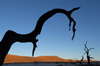 Namib desert - Deadvlei / Death Valley - Hardap region, Namibia: sihouetted dead branch - photo by B.Cain