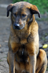 Nepal - Langtang region - Tibetan dog sitting - photo by E.Petitalot