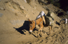 Jomsom / Dzongsam, Annapurna area, Mustang District, Nepal: donkeys on the slopes of the Kali Gandaki valley - photo by W.Allgwer