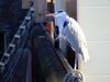 The Hague: bird looking for fish at the Hofvijfer (photo by M.Bergsma)