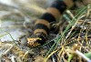 New Caledonia / Nouvelle Caldonie - Les Tricot Rayes (laticauda colubrina) - common sea snake (photo by R.Eime)