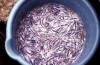 New Zealand - South island: West Coast - whitebait in bucket - photo by Air West Coast