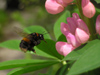 New Zealand - bumblebee at lupin flowers - photo by Air West Coast